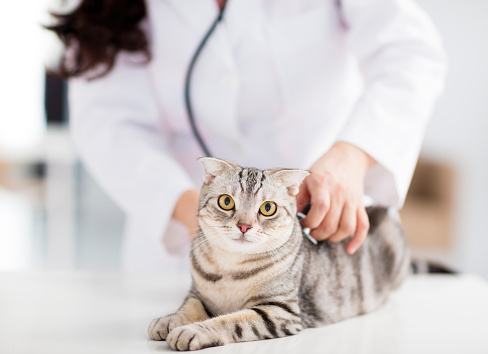 médico veterinario femenino con gato photo