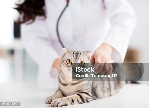 istock female veterinarian medical doctor with cat 604017802