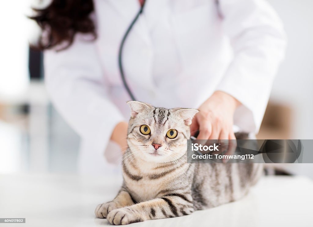 female veterinarian medical doctor with cat Domestic Cat Stock Photo