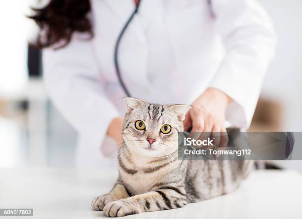 Female Veterinarian Medical Doctor With Cat Stock Photo - Download Image Now - Domestic Cat, Veterinarian, Animal Hospital