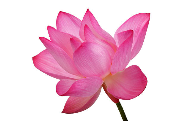 istock lotus flower isolated on white background. 604018202