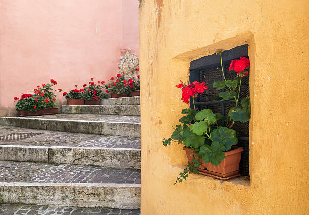 Potted plants on a staircase, Lazio Italy