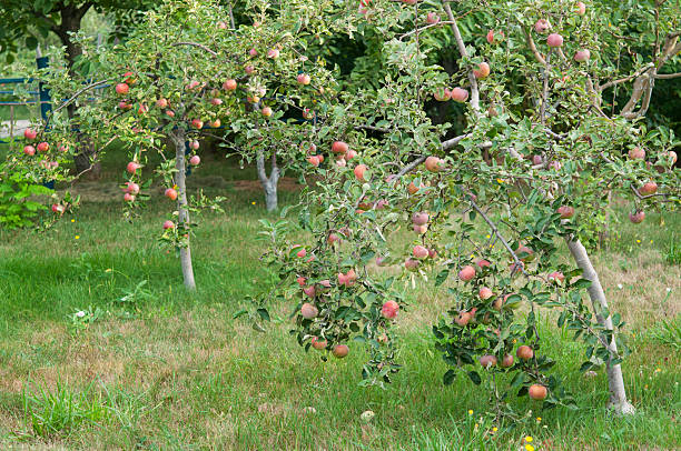 giardino di meli nani - pianta nana foto e immagini stock