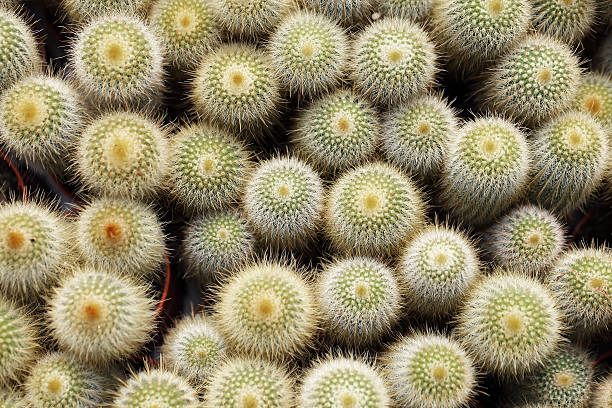 istock pattern of cactus at flower market 604019672