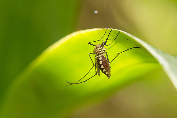 istock Aedes aegypti Mosquito. Close up a Mosquito Mosquito on leaf 604020360