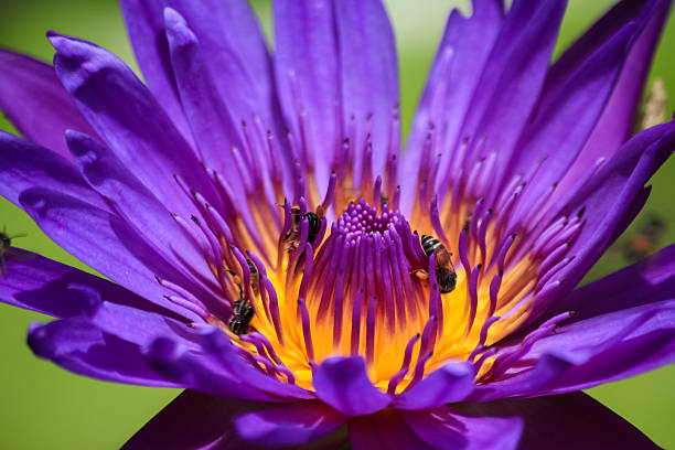istock water lily and insects 604020398