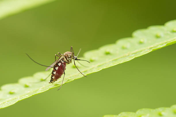 istock Aedes aegypti Mosquito. Close up a Mosquito Mosquito on leaf 604020422