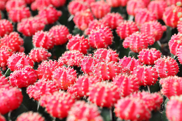 istock red cactus at flower market 604020600