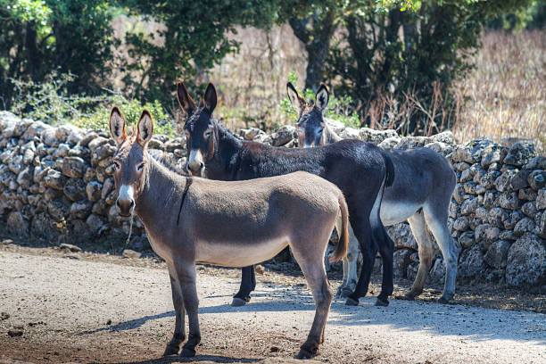 istock donkeys in the countryside 604021308