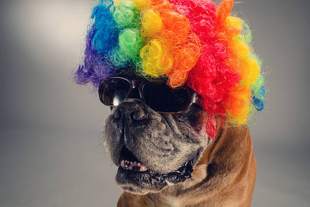 istock Boxer dog wearing wig and sunglasses 604021418