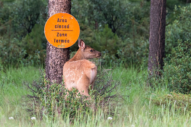 istock Elk Fawn Entering a Restricted Area - Alberta, Canada 604021562