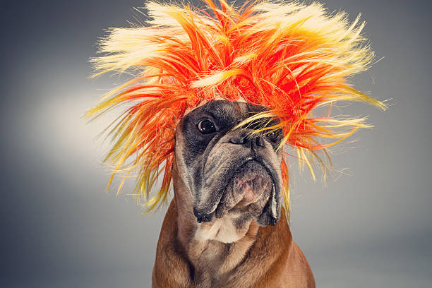 istock Boxer dog wearing wig 604021676