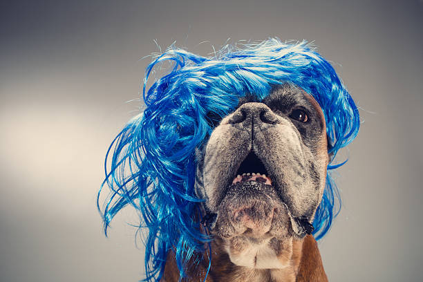 istock Boxer dog wearing wig 604021814