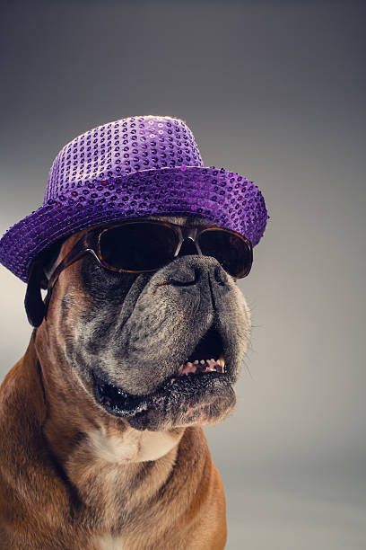 istock Boxer dog with party hat and sunglasses. 604021936