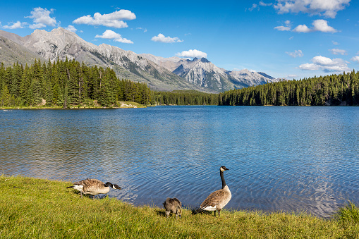 Canada Goose gosling (Branta canadensis) nibbles on some grass as its parents stand guard - Banff National Park, Alberta, Canada Family