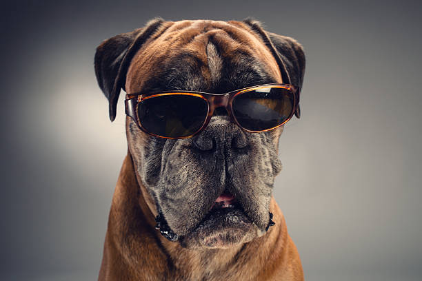 istock Boxer dog with sunglasses who is looking ahead. 604022042