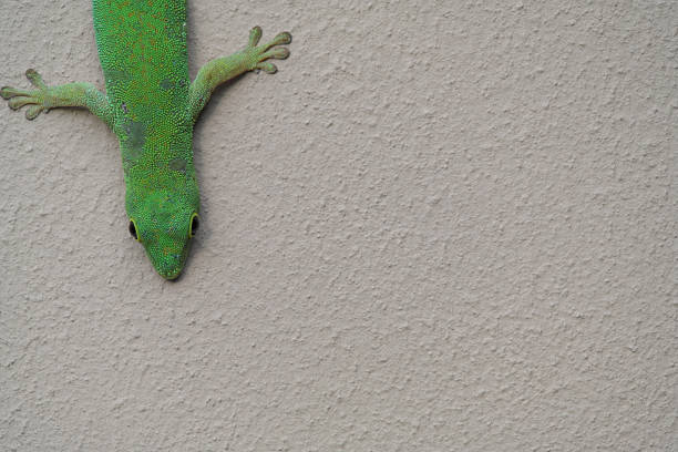 istock Green gecko on the seychelles island 604022340
