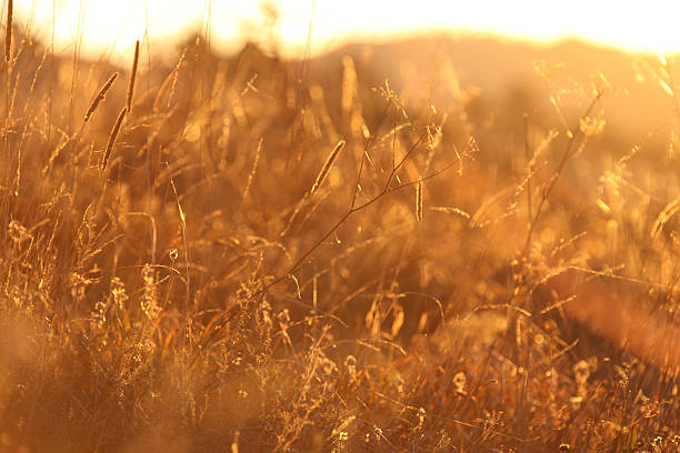 istock Field of grass at sunset 604022386
