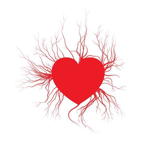 심장, 붉은 사랑 혈관 발렌타인 디자인 인간의 정맥. - heart shape human vein love human artery stock illustrations