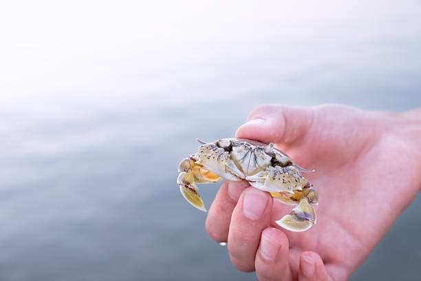 istock Hand holding small yellow-white crab 604023262