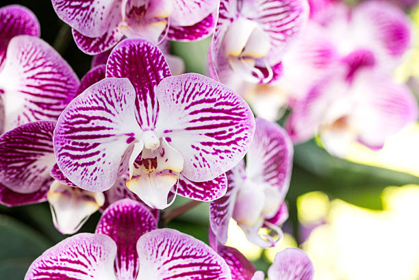istock Purple phalaenopsis orchid flower 604024308