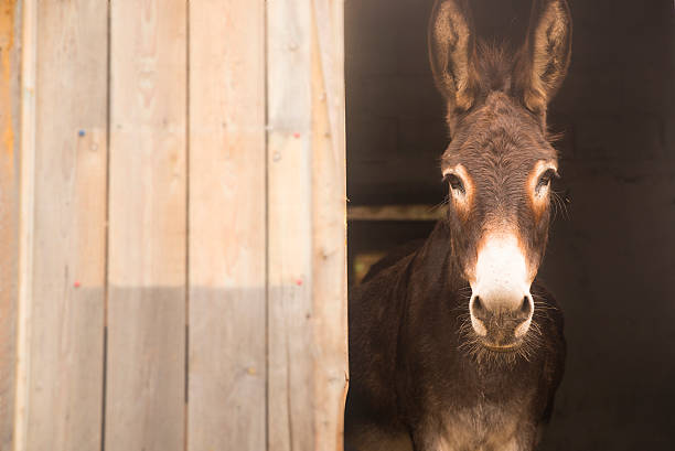 istock Donkey sticking out of the barn. Space for writing 604024678