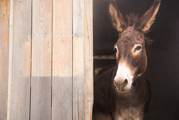 istock Donkey sticking out of the barn. Space for writing 604024758