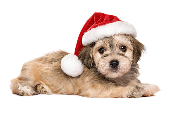 istock Cute lying Christmas Havanese puppy dog 604024998