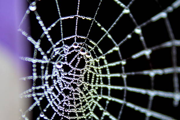 istock Close up of dew drop covered spider web, UK 604025080