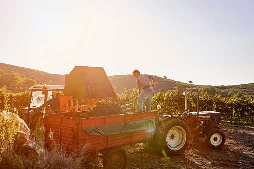 Man holding spade on trailer while farmer loading freshly harvested grapes in it at vineyard