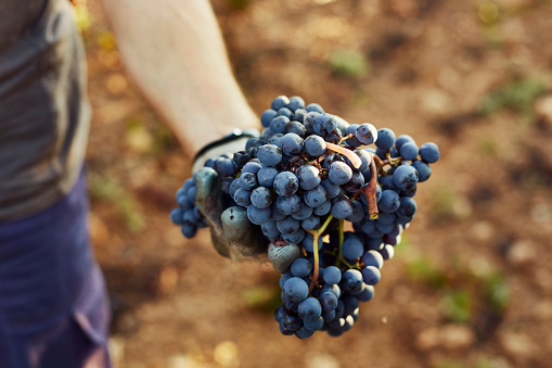 Hand holding grapes at vineyard