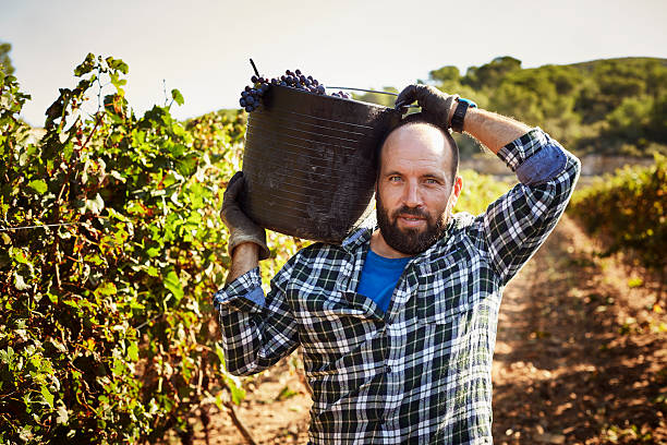 confident farmer carrying container in vineyard - rural watch photos et images de collection