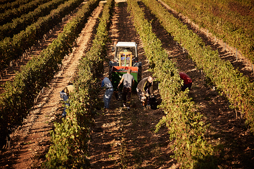 High angle view of farmers harvesting grapes together at vineyard