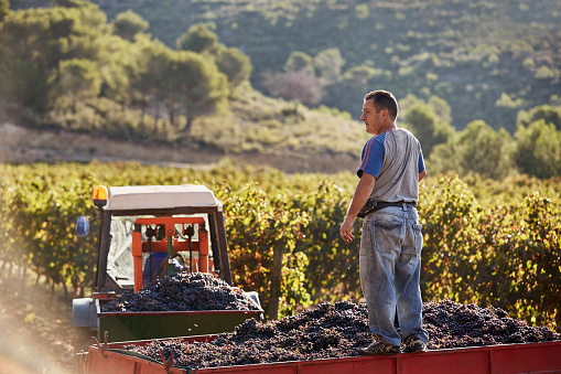 Rear view of farmer standing on trailer full of grapes at vineyard