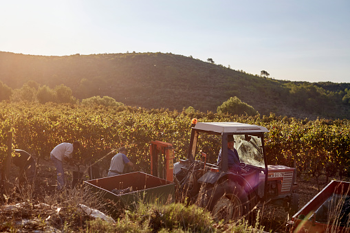 Male farmer in tractor harvesting grapes in vineyard