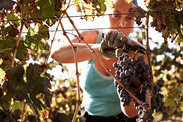 female farmer harvesting fresh grapes - winemaking stock-fotos und bilder