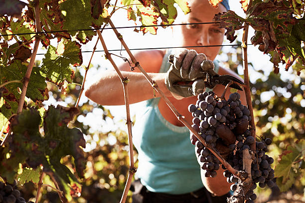 female farmer harvesting fresh grapes - 포도주 양조 뉴스 사진 이미지