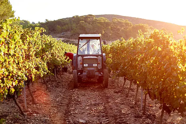 Tractor parked between plants during harvesting process at vineyard