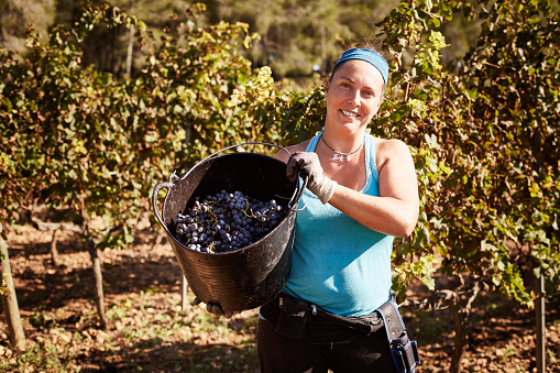 Portrait of confident female farmer showing grapes in bucket at vineyard