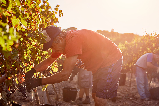 Side view of farmer harvesting grapes on sunny day