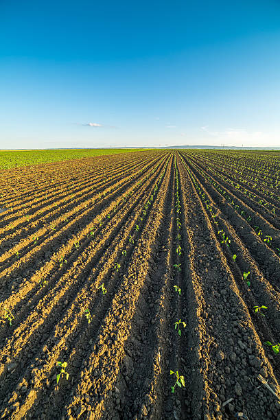 istock Green paprika field, just sprout. 604026392