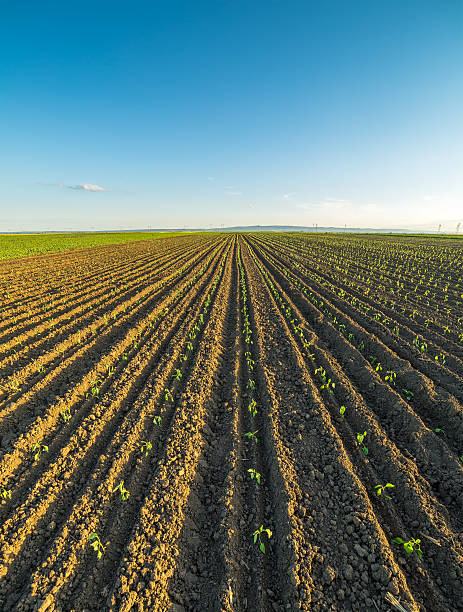 istock Green paprika field, just sprout. 604026584