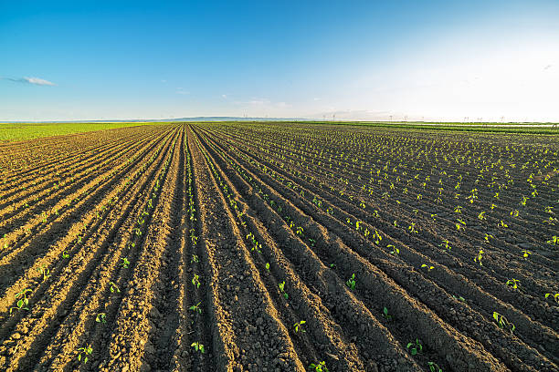 istock Green paprika field, just sprout. 604026684