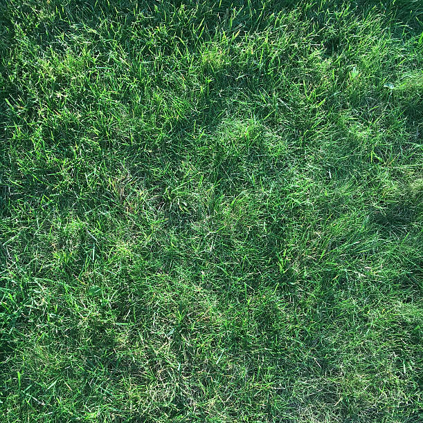 istock juicy green grass in the sun in summer 604026764