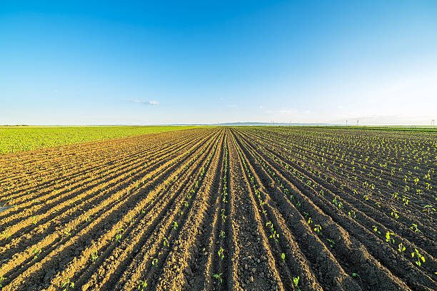 istock Green paprika field, just sprout. 604026952
