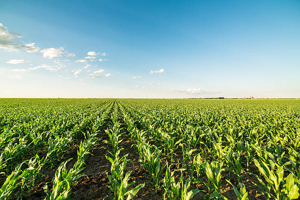 зеленое кукурузное кукурузное поле на ранней стадии. - arable стоковые фото и изображения