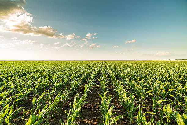 istock Green corn maize field in early stage. 604027294