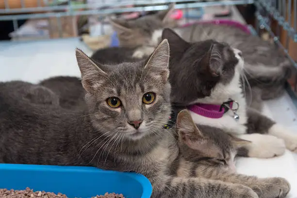 Photo of Homeless kittens in a cage at the shelter. Pets