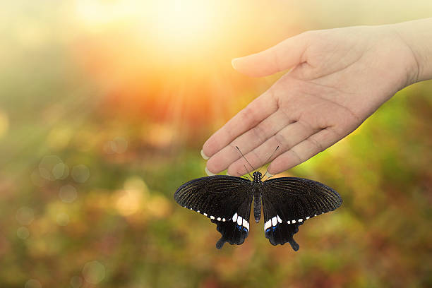 istock Beautiful butterfly rested on woman's hand .  Common Mormon 604027600