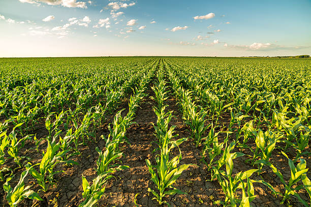 istock Green corn maize field in early stage. 604027926